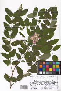 Robinia neomexicana A.Gray, Eastern Europe, Moscow region (E4a) (Russia)