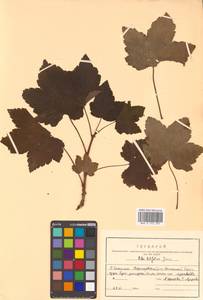 Ribes latifolium Jancz., Siberia, Russian Far East (S6) (Russia)