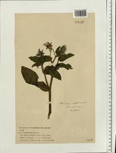 Borago officinalis L., Eastern Europe, Volga-Kama region (E7) (Russia)