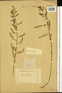 Artemisia arenaria DC., Eastern Europe, Lower Volga region (E9) (Russia)