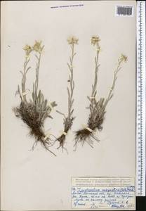 Leontopodium campestre (Ledeb.) Hand.-Mazz., Middle Asia, Northern & Central Tian Shan (M4) (Kazakhstan)