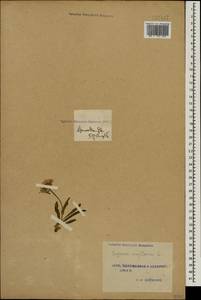 Erigeron uniflorus L., Caucasus, Turkish Caucasus (NE Turkey) (K7) (Turkey)