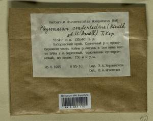 Plagiomnium confertidens (Lindb. & Arnell) T.J. Kop., Bryophytes, Bryophytes - Russian Far East (excl. Chukotka & Kamchatka) (B20) (Russia)