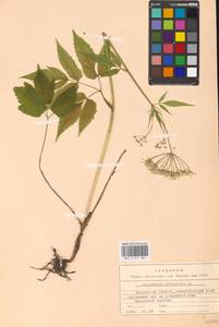 Aegopodium podagraria L., Eastern Europe, Moscow region (E4a) (Russia)