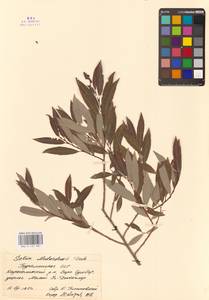 Salix triandra L., Middle Asia, Kopet Dag, Badkhyz, Small & Great Balkhan (M1) (Turkmenistan)