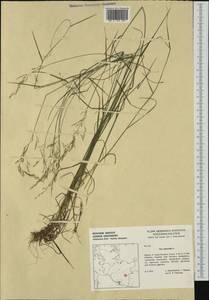 Poa nemoralis L., Western Europe (EUR) (Germany)