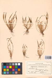 Myosurus minimus L., Eastern Europe, Moscow region (E4a) (Russia)