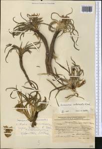 Takhtajaniantha subacaulis (Regel) Zaika, Sukhor. & N. Kilian, Middle Asia, Western Tian Shan & Karatau (M3) (Kyrgyzstan)