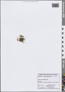 Sagina nivalis (Lindblad) Fr., Siberia, Central Siberia (S3) (Russia)