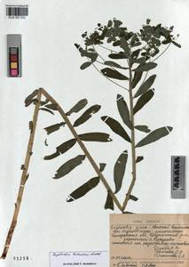 KUZ 001 530, Euphorbia pilosa L., Siberia, Altai & Sayany Mountains (S2) (Russia)