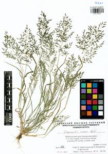 Eragrostis minor Host, Siberia, Baikal & Transbaikal region (S4) (Russia)