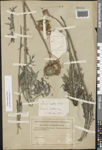 Jurinea ledebourii Bunge, Eastern Europe, Central forest-and-steppe region (E6) (Russia)