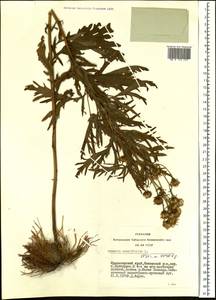 Jacobaea erucifolia subsp. erucifolia, Siberia, Central Siberia (S3) (Russia)