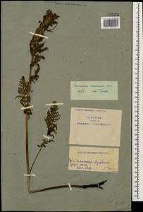 Pedicularis condensata M. Bieb., Caucasus, Armenia (K5) (Armenia)