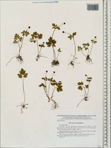 Adoxa moschatellina L., Eastern Europe, Central forest-and-steppe region (E6) (Russia)