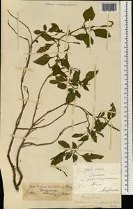 Euploca ovalifolia (Forssk.) Diane & Hilger, Africa (AFR) (Mali)