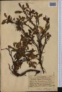 Arctostaphylos rubra (Rehder & E. H. Wilson) Fernald, Siberia, Altai & Sayany Mountains (S2) (Russia)