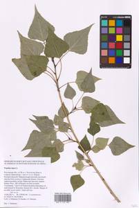 Populus nigra L., Eastern Europe, Rostov Oblast (E12a) (Russia)