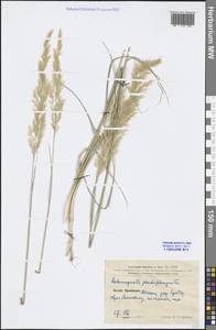 Calamagrostis pseudophragmites (Haller f.) Koeler, South Asia, South Asia (Asia outside ex-Soviet states and Mongolia) (ASIA) (China)