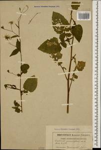 Lapsana communis subsp. grandiflora (M. Bieb.) P. D. Sell, Caucasus, Black Sea Shore (from Novorossiysk to Adler) (K3) (Russia)