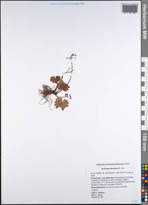 Micranthes nelsoniana subsp. nelsoniana, Siberia, Yakutia (S5) (Russia)