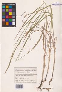 Beckmannia eruciformis (L.) Host, Eastern Europe (no precise locality) (E0)