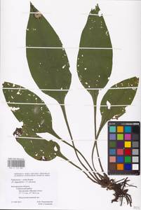 MHA 0 152 882, Pulmonaria × notha A. Kern., Eastern Europe, Central forest-and-steppe region (E6) (Russia)