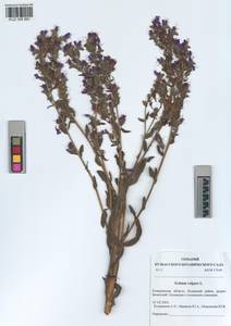 KUZ 005 981, Echium vulgare L., Siberia, Altai & Sayany Mountains (S2) (Russia)