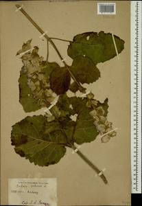 Salvia sclarea L., Caucasus (no precise locality) (K0)