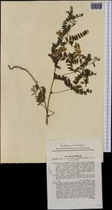 Vicia sparsiflora Ten., Western Europe (EUR) (Slovakia)