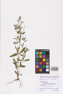 Epilobium lamyi F. W. Schultz, Eastern Europe, Central region (E4) (Russia)