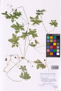 Geranium divaricatum Ehrh., Eastern Europe, Central forest-and-steppe region (E6) (Russia)