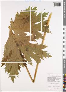 Heracleum aconitifolium Woronow, Caucasus, Stavropol Krai, Karachay-Cherkessia & Kabardino-Balkaria (K1b) (Russia)