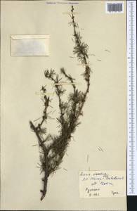 Larix decidua (L.) Mill., Western Europe (EUR) (Romania)