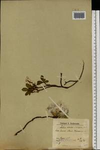 Salix arctica, Eastern Europe, Northern region (E1) (Russia)