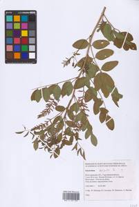 Glycyrrhiza glabra L., Eastern Europe, Lower Volga region (E9) (Russia)