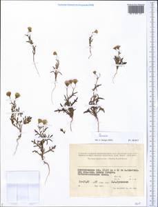 Senecio, Middle Asia, Caspian Ustyurt & Northern Aralia (M8) (Kazakhstan)