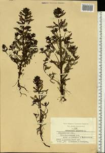 Pedicularis palustris L., Eastern Europe, Central region (E4) (Russia)