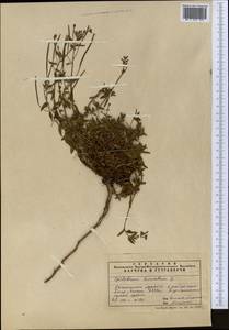 Epilobium hirsutum L., Middle Asia, Pamir & Pamiro-Alai (M2) (Uzbekistan)