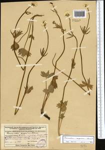Ranunculus songoricus Schrenk, Middle Asia, Dzungarian Alatau & Tarbagatai (M5) (Kazakhstan)