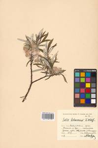 Salix schwerinii E. L. Wolf, Siberia, Russian Far East (S6) (Russia)