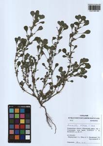 Amaranthus blitoides S. Watson, Siberia, Altai & Sayany Mountains (S2) (Russia)