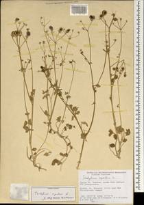 Tordylium apulum L., South Asia, South Asia (Asia outside ex-Soviet states and Mongolia) (ASIA) (Turkey)