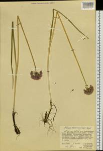 Allium maximowiczii Regel, Siberia, Russian Far East (S6) (Russia)