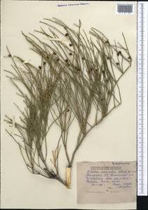 Ephedra intermedia Schrenk & C.A.Mey., Middle Asia, Northern & Central Tian Shan (M4) (Kyrgyzstan)