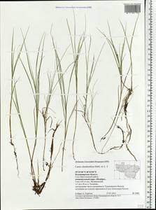 Carex chordorrhiza L.f., Eastern Europe, Central region (E4) (Russia)