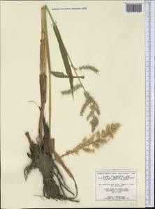 Echinochloa muricata (P.Beauv.) Fernald, America (AMER) (United States)
