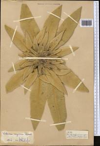 Verbascum songaricum Schrenk, Middle Asia, Pamir & Pamiro-Alai (M2)