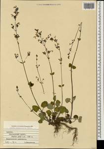 Nepeta teucriifolia, Caucasus, Armenia (K5) (Armenia)