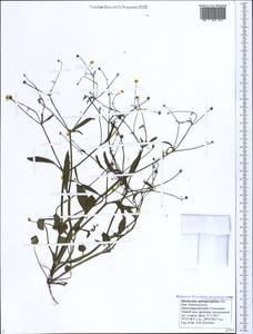 Ranunculus ophioglossifolius Vill., Caucasus, Black Sea Shore (from Novorossiysk to Adler) (K3) (Russia)